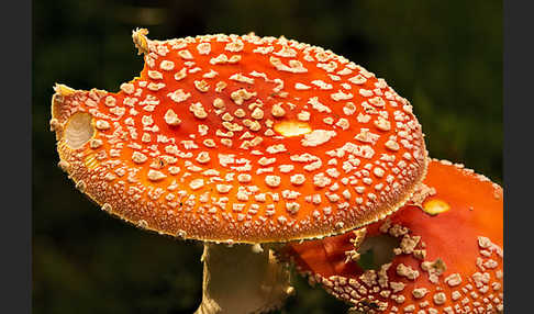 Fliegenpilz (Amanita muscaria)