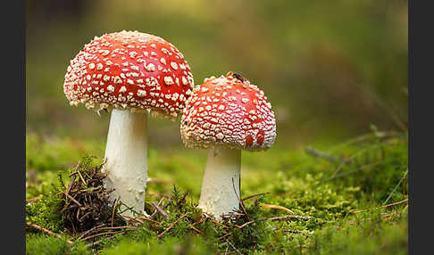 Fliegenpilz (Amanita muscaria)