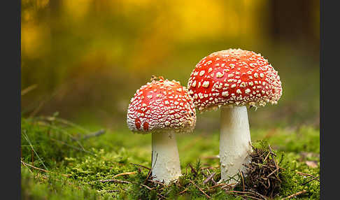 Fliegenpilz (Amanita muscaria)