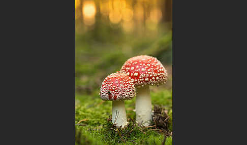 Fliegenpilz (Amanita muscaria)