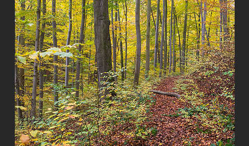 Thüringen (Thuringia)