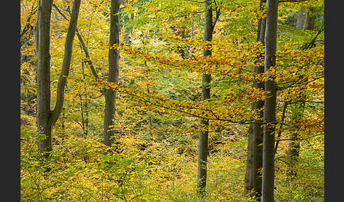 Thüringen (Thuringia)