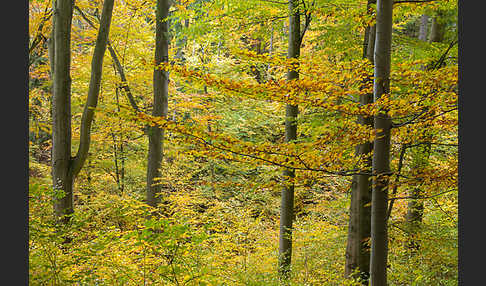 Thüringen (Thuringia)