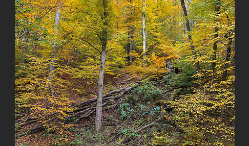 Thüringen (Thuringia)