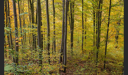 Thüringen (Thuringia)