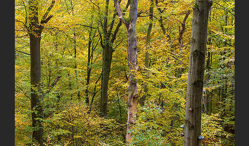 Thüringen (Thuringia)