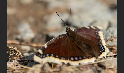 Trauermantel (Nymphalis antiopa)