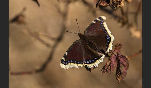 Trauermantel (Nymphalis antiopa)