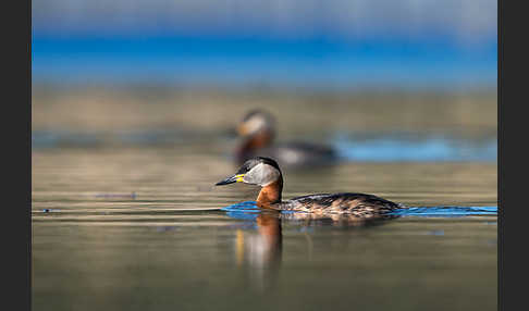 Rothalstaucher (Podiceps grisegena)