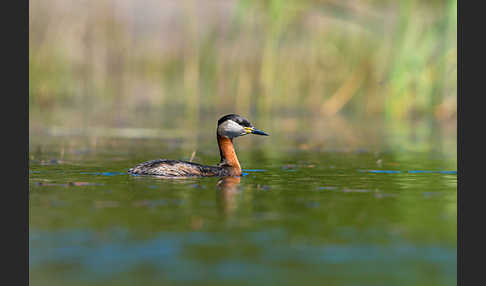 Rothalstaucher (Podiceps grisegena)