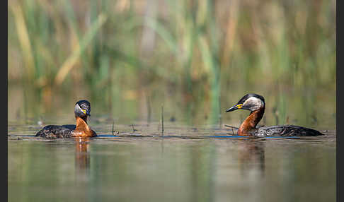 Rothalstaucher (Podiceps grisegena)