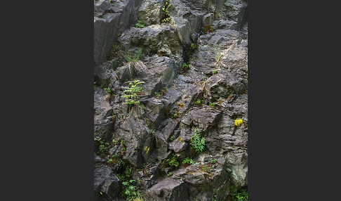 Mauerpfeffer (Sedum spec.)