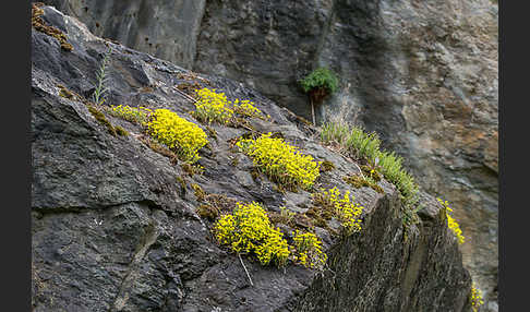 Mauerpfeffer (Sedum spec.)