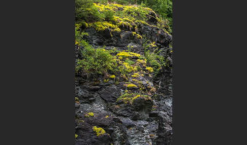 Mauerpfeffer (Sedum spec.)