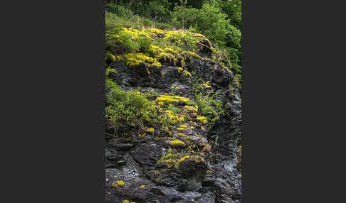 Mauerpfeffer (Sedum spec.)