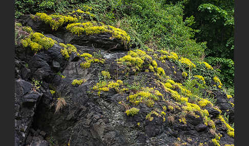 Mauerpfeffer (Sedum spec.)