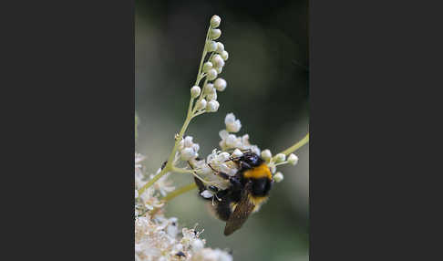 Gartenhummel (Bombus hortorum)