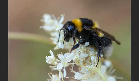 Gartenhummel (Bombus hortorum)