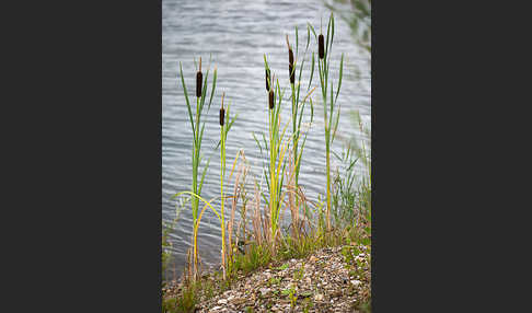 Schmalblättriger Rohrkolben (Typha angustifolia)