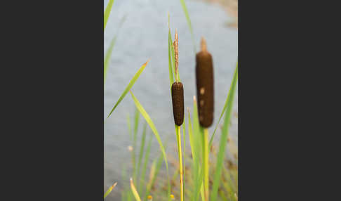 Schmalblättriger Rohrkolben (Typha angustifolia)