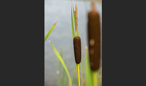 Schmalblättriger Rohrkolben (Typha angustifolia)