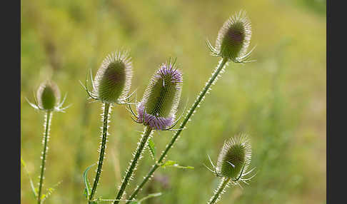 Wilde Karde (Dipsacus fullonum)