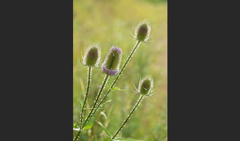 Wilde Karde (Dipsacus fullonum)