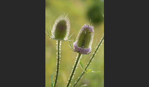 Wilde Karde (Dipsacus fullonum)