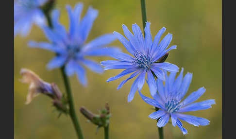 Gewöhnliche Wegwarte (Cichorium intybus)