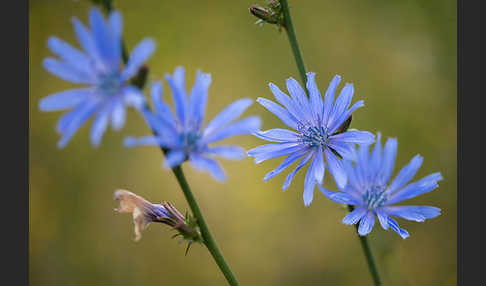 Gewöhnliche Wegwarte (Cichorium intybus)