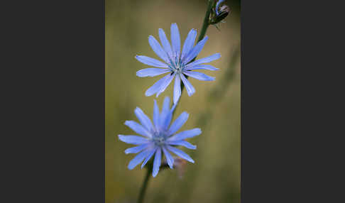 Gewöhnliche Wegwarte (Cichorium intybus)