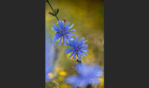 Gewöhnliche Wegwarte (Cichorium intybus)