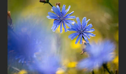 Gewöhnliche Wegwarte (Cichorium intybus)