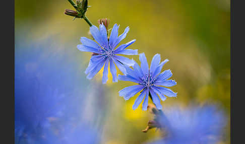 Gewöhnliche Wegwarte (Cichorium intybus)