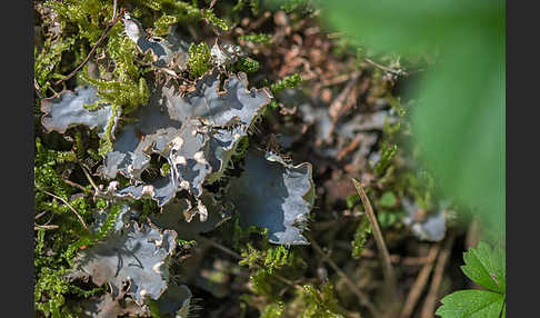 Salat-Schildflechte (Peltigera hymenina)