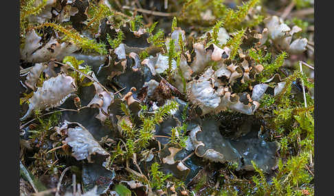 Salat-Schildflechte (Peltigera hymenina)