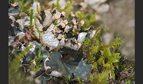 Salat-Schildflechte (Peltigera hymenina)