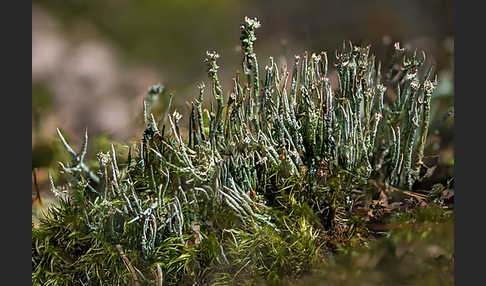 Schlanke Becherflechte (Cladonia gracilis)