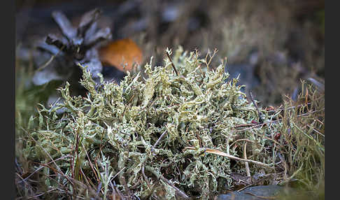 Igel-Säulenflechte (Cladonia uncialis)