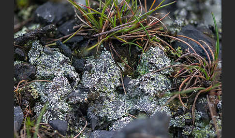 Rosa Köpfchenflechte (Dibaeis baeomyces)