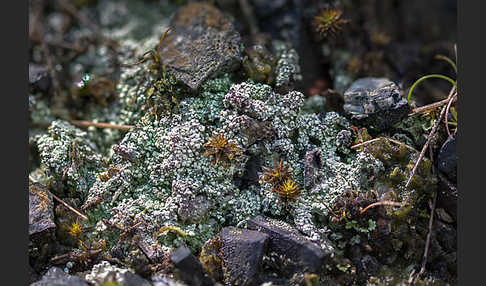 Rosa Köpfchenflechte (Dibaeis baeomyces)