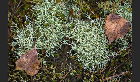 Igel-Säulenflechte (Cladonia uncialis)