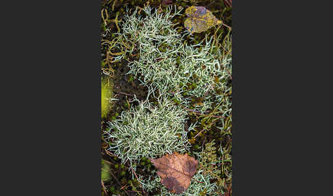 Igel-Säulenflechte (Cladonia uncialis)
