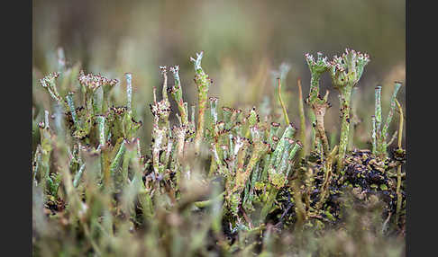 Schlanke Becherflechte (Cladonia gracilis)