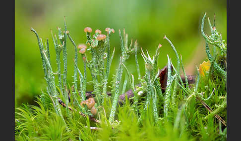 Schlanke Becherflechte (Cladonia gracilis)