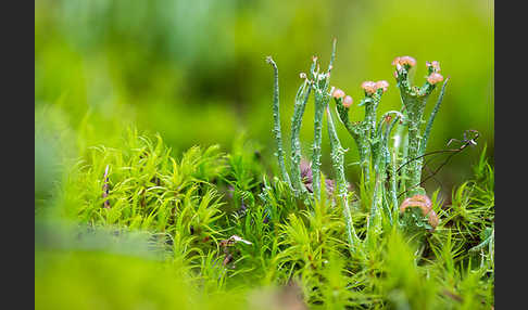 Schlanke Becherflechte (Cladonia gracilis)