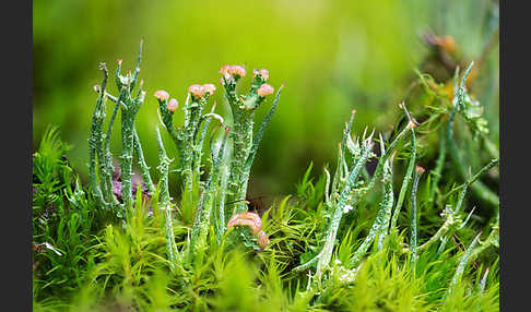 Schlanke Becherflechte (Cladonia gracilis)