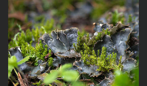 Salat-Schildflechte (Peltigera hymenina)