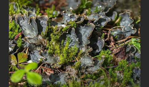 Salat-Schildflechte (Peltigera hymenina)