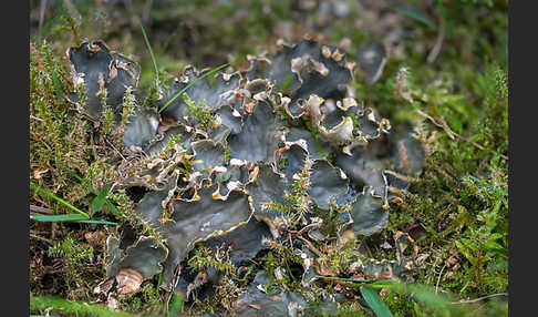 Salat-Schildflechte (Peltigera hymenina)